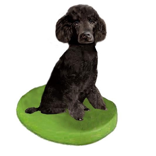 Picture of Custom Bobblehead Doll: Pet Dog Poodle Black Miniature